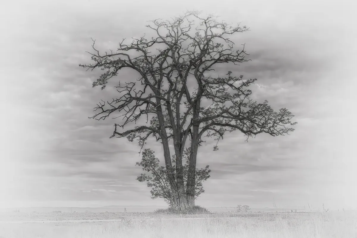 Einzelner kahler Baum im Nebel – Schwarzweiß