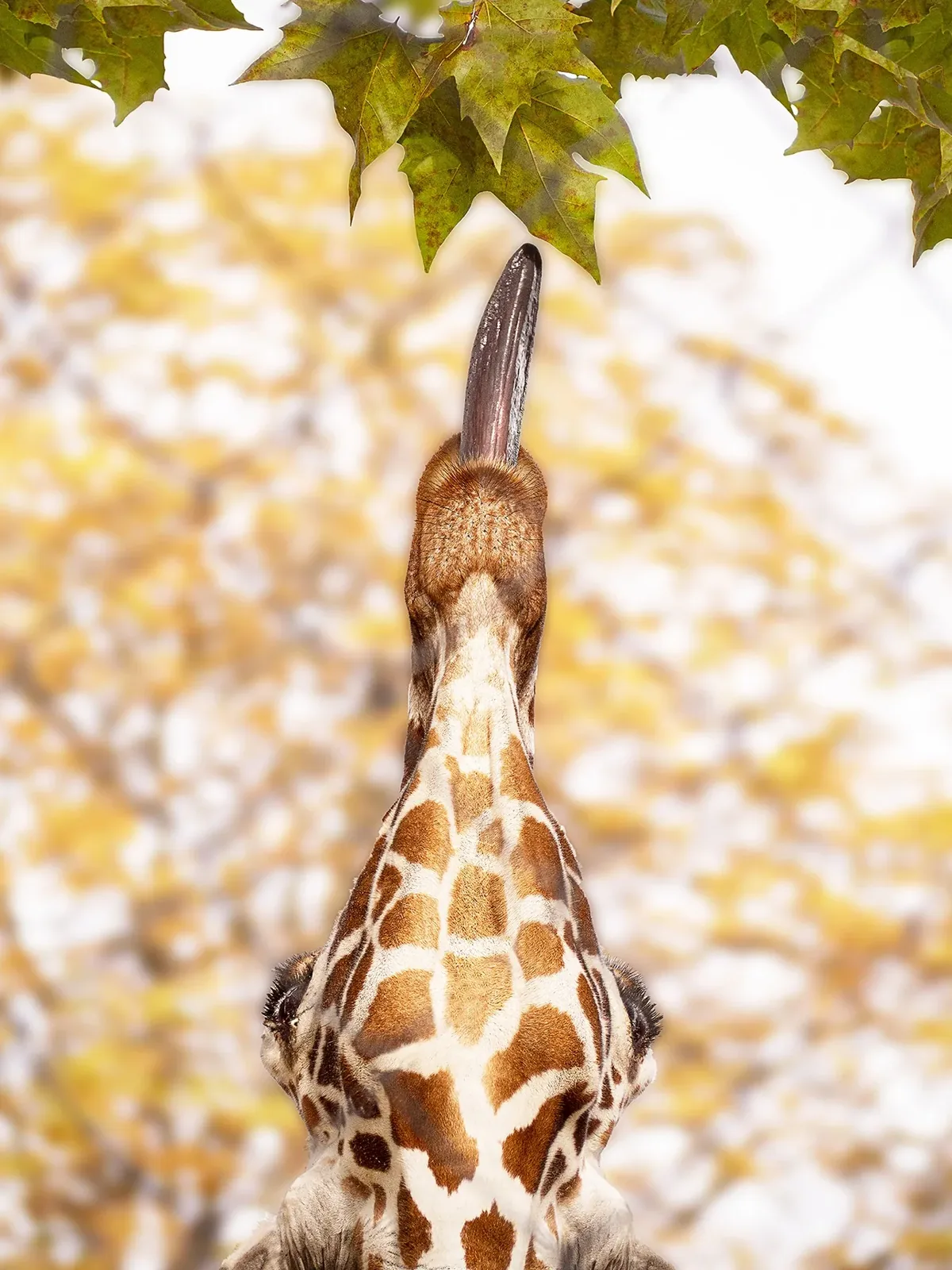 Giraffe von unten fotografiert, dahinter herbstliches Laub