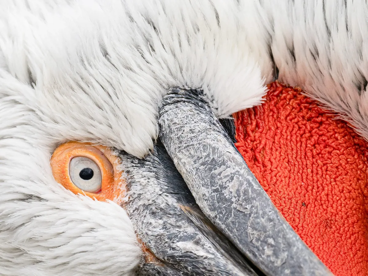 Pelikan in Nahaufnahme, Auge und Schnabel im Detail