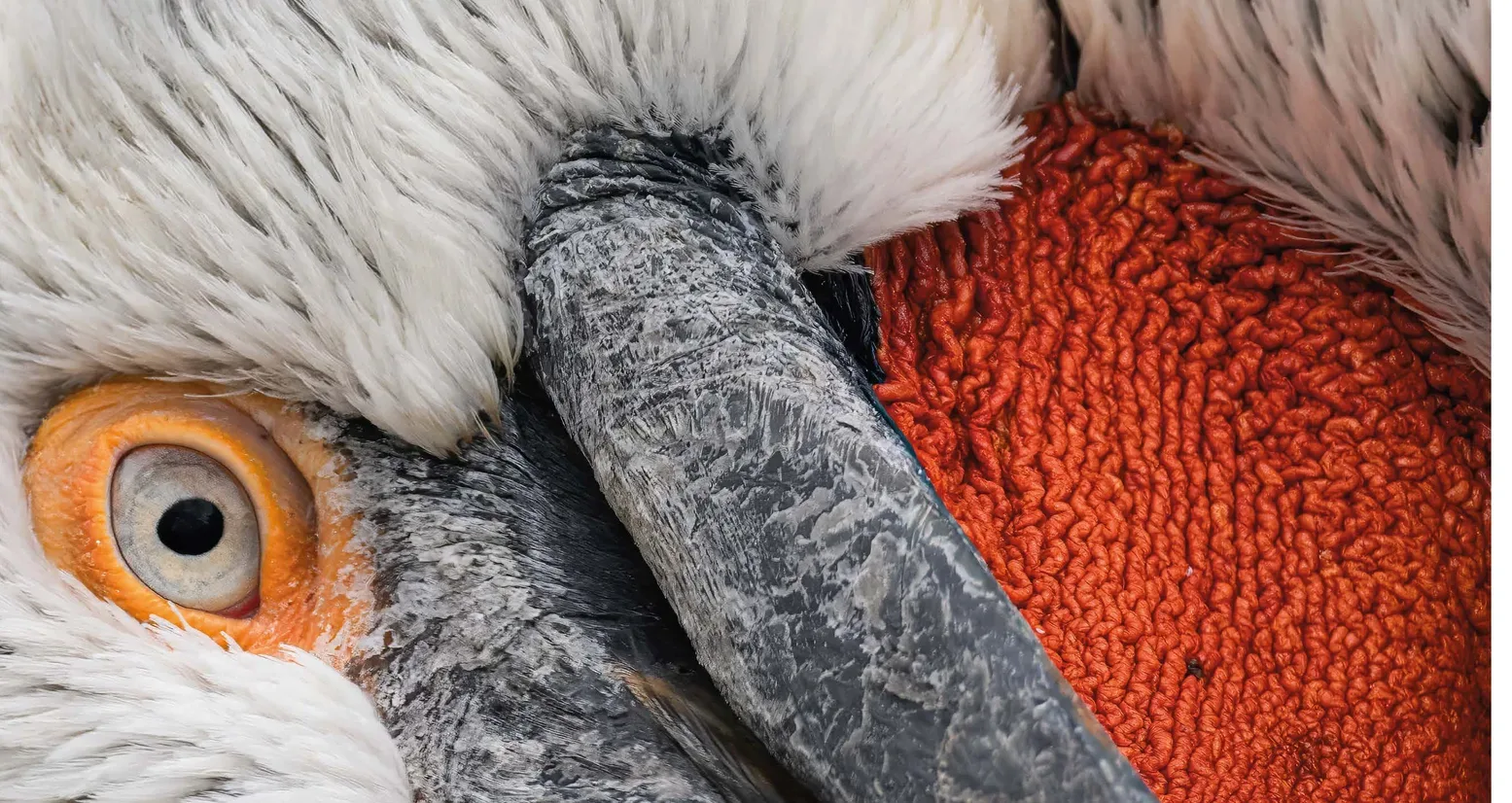 Motiv zur Ausstellung ANIMALISCH