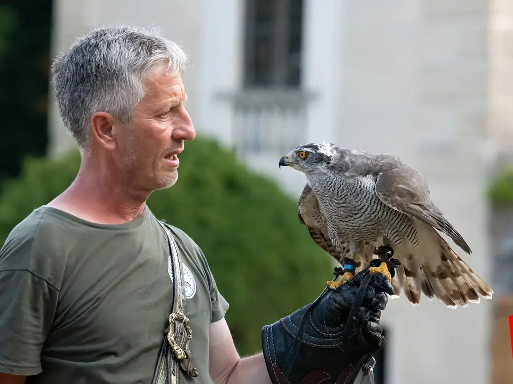 Motiv zum Termin Fotoworkshop Greifvögel in Schloss Rosenburg, Niederösterreich